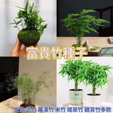 招財 盆栽|風水植物｜不只富貴竹！7款招財/招桃花植物推介+不 